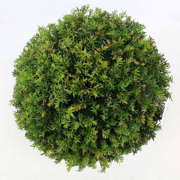 Taxus baccata