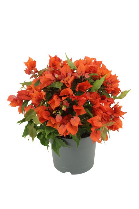 Bougainvillea glabra SANDERIANA ORANGE