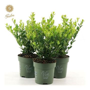 Ilex crenata 'Jenny'