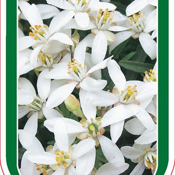 Choisya WHITE DAZZLER