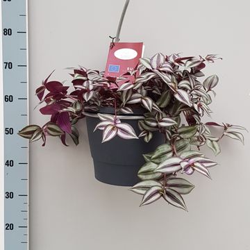 Tradescantia zebrina