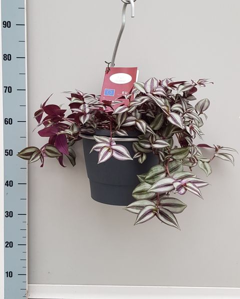 Tradescantia zebrina