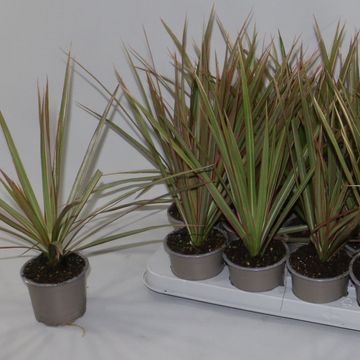 Dracaena marginata 'Bicolor'