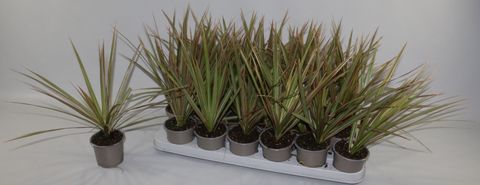 Dracaena marginata 'Bicolor'