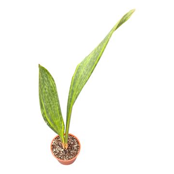 Sansevieria masoniana 'Variegata'
