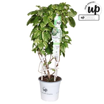 Schizophragma hydrangeoides 'Burst of Light'