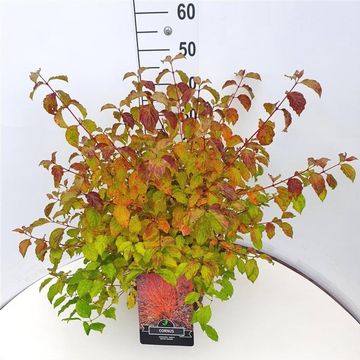 Cornus sanguinea 'Anny's Winter Orange'