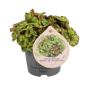 Begonia 'Spirit of Mauritius'