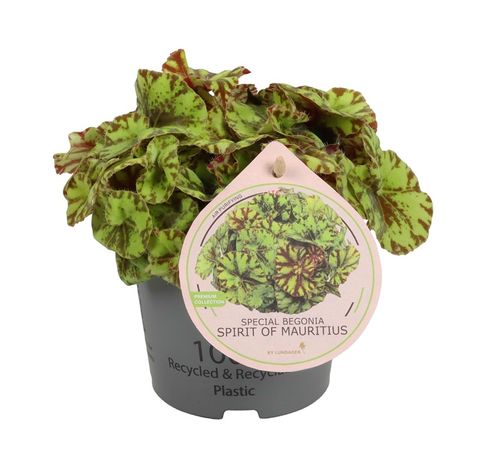 Begonia 'Spirit of Mauritius'