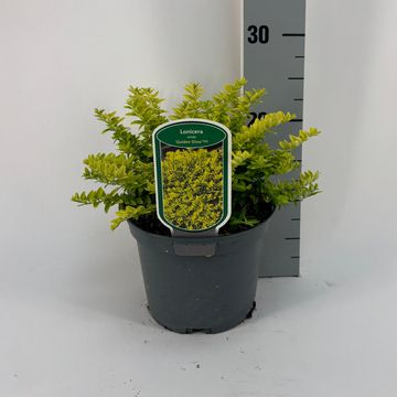 Lonicera nitida 'Golden Glow'