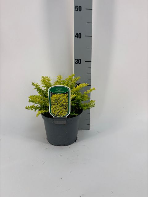 Lonicera nitida 'Golden Glow'