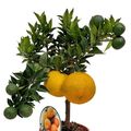 Citrus aurantium 'Chinotto'