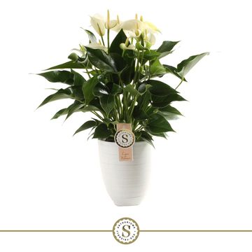 Anthurium WHITE CHAMPION