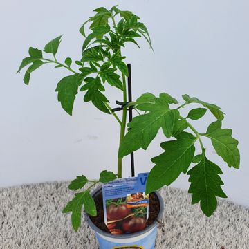 Solanum lycopersicum 'Kakao'