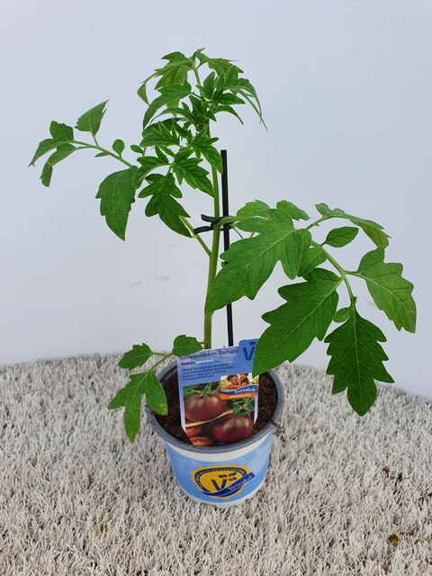 Solanum lycopersicum 'Kakao'