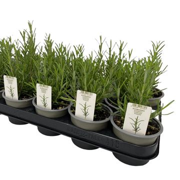 Rosmarinus officinalis