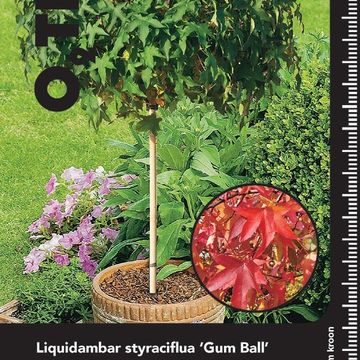 Liquidambar styraciflua 'Gum Ball'