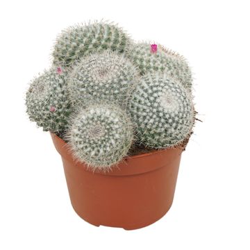 Mammillaria hahniana