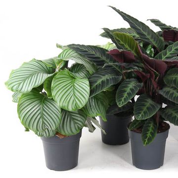 Calathea MIX