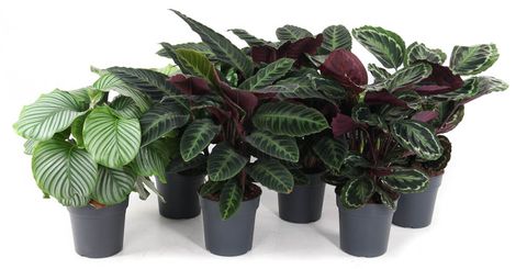 Calathea MIX