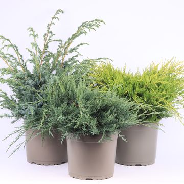 Juniperus MIX