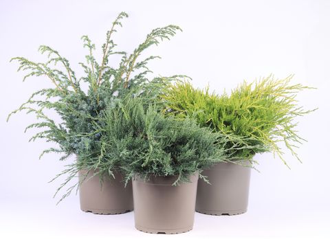 Juniperus MIX