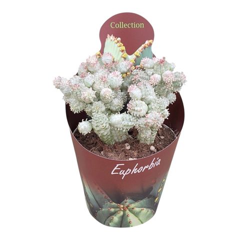 Euphorbia mammillaris variegata