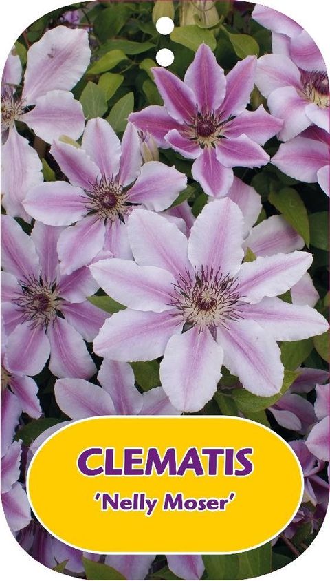 Clematis 'Nelly Moser' (EL)