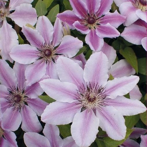 Clematis 'Нелли Мозер' (EL)