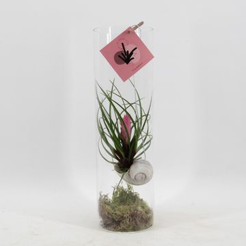 Arrangemang Tillandsia