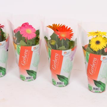 Gerbera MIX
