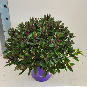 Hebe 'Horopito'