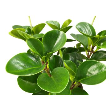 Peperomia obtusifolia 'Green Gold'