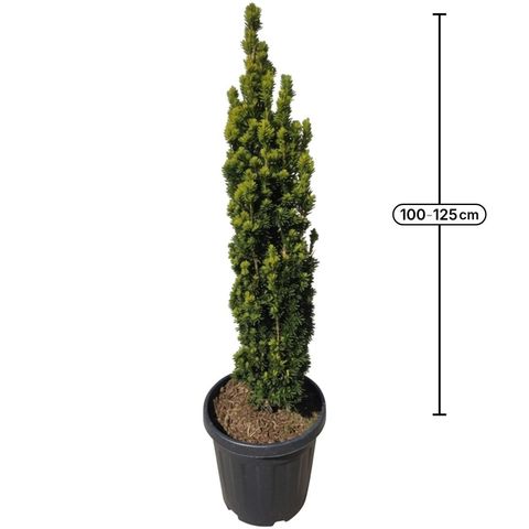 Taxus baccata 'Фастигиата Ауреа'