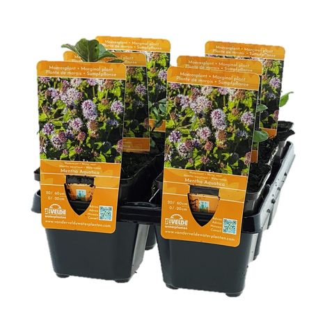 Mentha aquatica (Van der Velde Waterplanten)