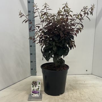 Prunus cerasifera CRIMSON POINTE