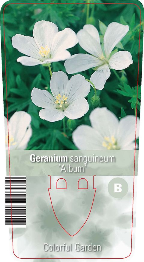 Geranium sanguineum 'Album'