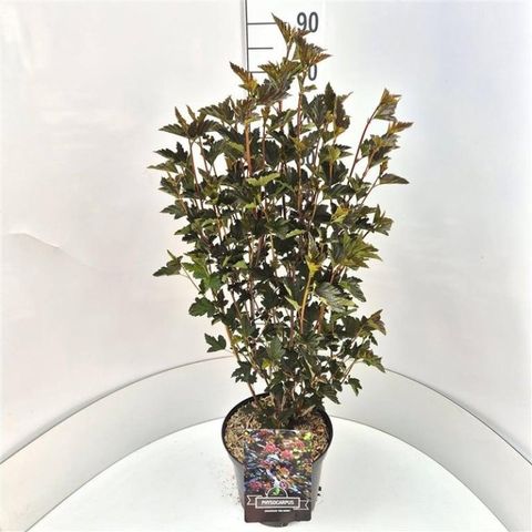 Physocarpus opulifolius 'Red Baron'