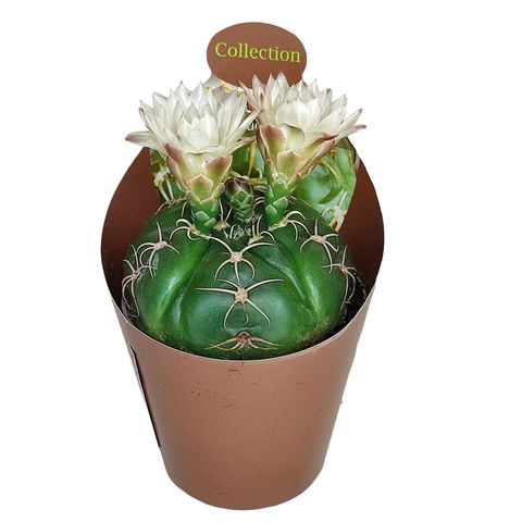 Gymnocalycium denudatum
