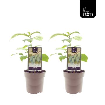 Asimina triloba 'Sunflower'