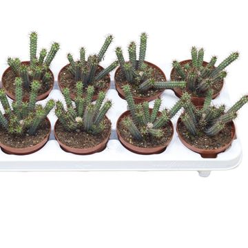 Euphorbia baioensis