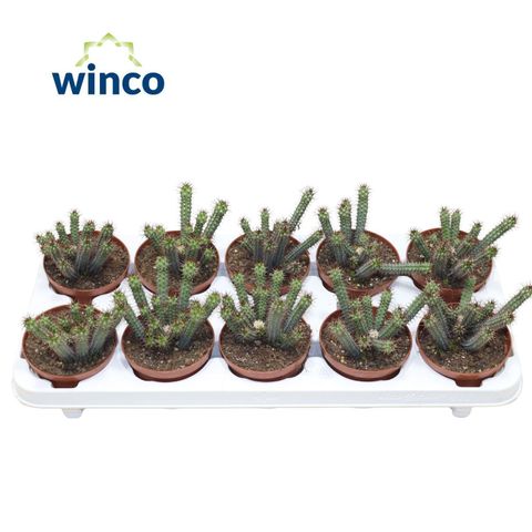 Euphorbia baioensis