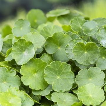 Hydrocotyle vulgaris