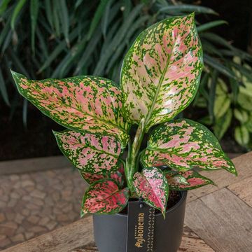 Aglaonema 'Crimson Love'