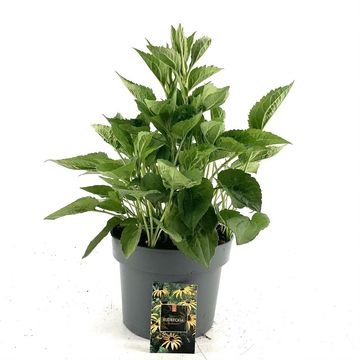 Rudbeckia fulgida 'Goldsturm'