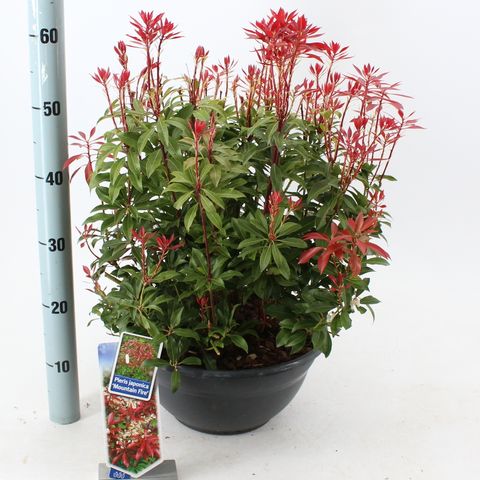 Pieris japonica 'Mountain Fire'