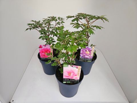 Paeonia suffruticosa MIX