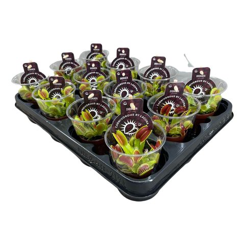 Dionaea muscipula — Plant Wholesale FlorAccess