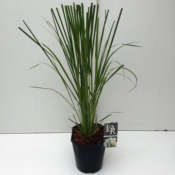 Cortaderia selloana