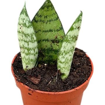 Sansevieria 'Everest'
